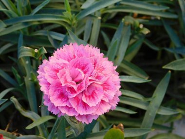 Karanfil, ya da Dianthus caryophyllus çiçeği