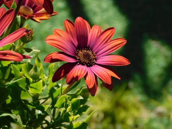 Dimorphotheca, veya Osteospermum ecklonis kırmızı papatya çiçeği