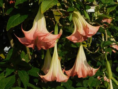 Yunanistan 'ın Glyfada kentinde İlkbaharda melekler trompet çalar veya Brugmansiya çiçekleri
