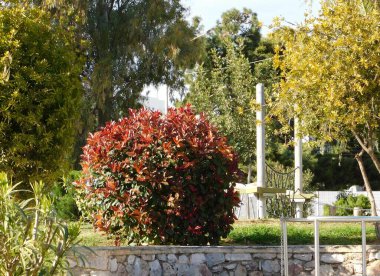 Yunanistan 'ın Attica kentindeki bir parkta kırmızı ve yeşil yapraklı bir fotinia fraseri kırmızısı Robin çalısı