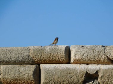 A sparrow sitting on an ancient wall in the city of Messene in the Peloponnese, Greece