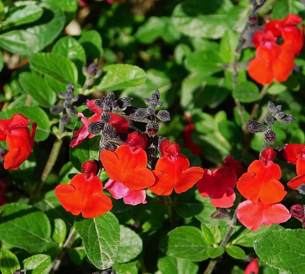 Herfst Salie Salvia Greggii Rode Bloemen — Stockfoto