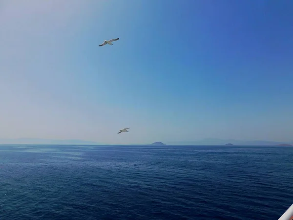 Gaviotas Volando Sobre Mar Azul — Foto de Stock