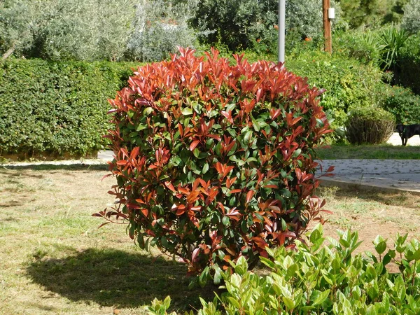 stock image A photinia fraseri red robin shrub with red and green leaves in a park in Attica, Greece