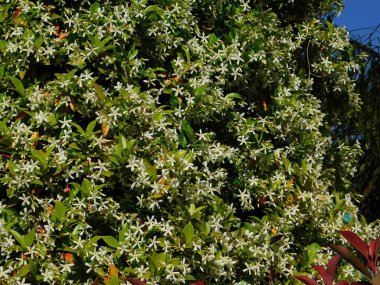 Güney ya da yıldız yasemini, ya da Trachelospermum, ya da Rhynchospermum jasminoides, asma çiçeği, ilkbaharda