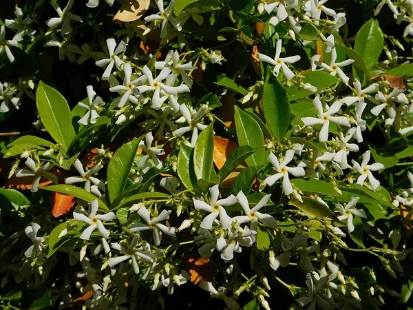 Zuidelijke Ster Jasmijn Trachelospermum Rhynchospermum Jasminoides Wijnstok Bloeien Het Voorjaar — Stockfoto