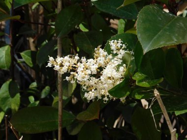 Yunanistan 'ın başkenti Atina' da bir bahçede balmumu yaprak mahremiyeti veya Ligustrum japonicum, bitki ve beyaz çiçekler