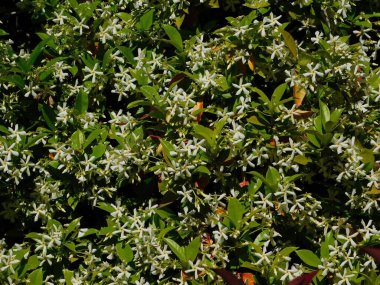 Güney ya da yıldız yasemini, ya da Trachelospermum, ya da Rhynchospermum jasminoides, asma çiçeği, ilkbaharda