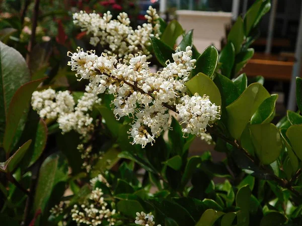 stock image Wax leaf privet, or Ligustrum japonicum, plant and white flowers, in a garden in Athens, Greece