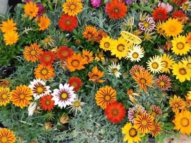 Renkli Afrika papatyası veya Gazania rigens çiçekleri Yunanistan 'da bir bitki fuarında satıldı