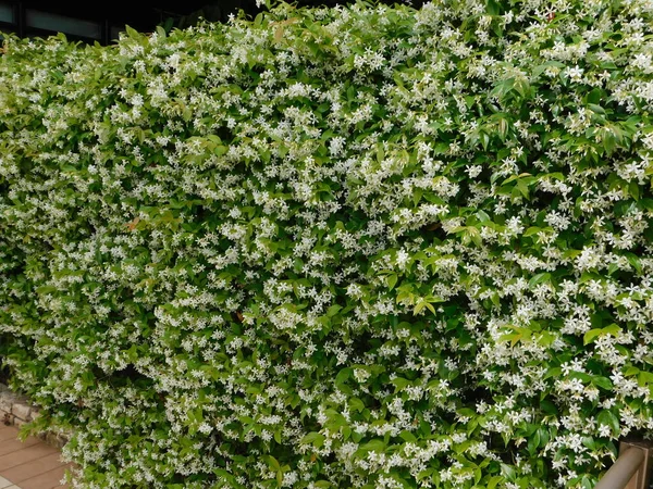 Southern or star jasmine, or Trachelospermum, or Rhynchospermum jasminoides hedge