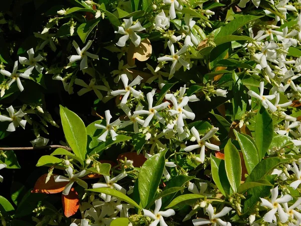 Syd Eller Stjärnjasmin Trachelospermum Eller Rhynchospermum Jasminoides Blomning Våren — Stockfoto