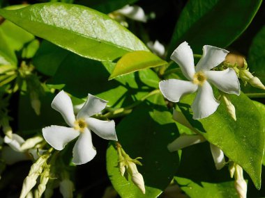 Güney ya da yıldız yasemini, ya da Trachelospermum, ya da Rhynchospermum jasminoides, asma çiçekleri, baharda