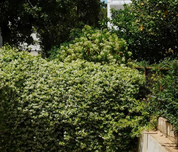 Una Floreciente Vid Jazmín Del Sur Arbusto Viburno Limonero Jardín —  Fotos de Stock