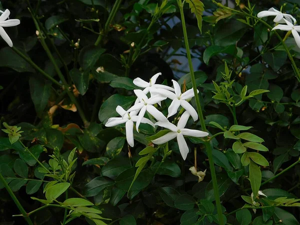 Ясмін Або Jasminum Officinale White Flowers — стокове фото