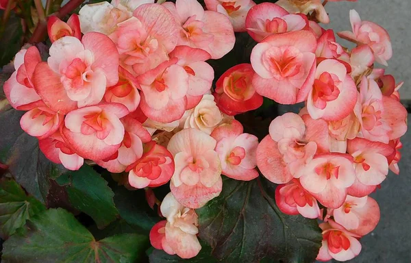 Elatior Begonia Piros Fehér Virágok — Stock Fotó