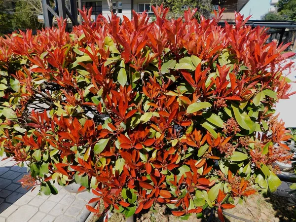 Yunanistan 'ın Attica kentindeki bir parkta kırmızı ve yeşil yapraklı bir fotinia fraseri kırmızısı Robin çalısı