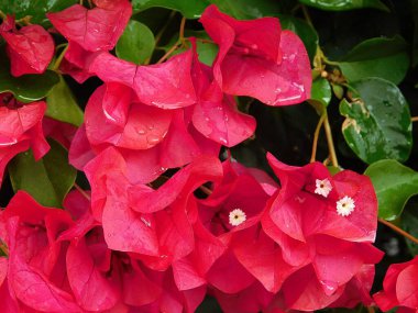 Yağmurdan sonra Yunanistan 'ın Glyfada kentinde kırmızı bougainvillea çiçekleri