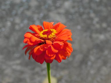 Kuzey Yunanistan 'da sonbaharda kırmızı ve sarı zinya çiçeği