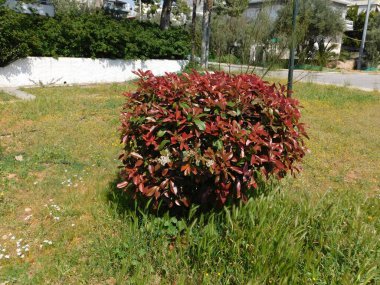 Yunanistan 'ın Attica kentindeki bir parkta kırmızı ve yeşil yapraklı bir fotinia fraseri kırmızısı Robin çalısı