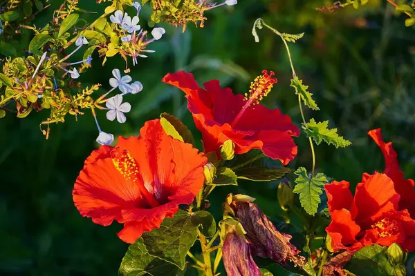 Red Hibiscus Flowers Attica Greece — Foto de Stock