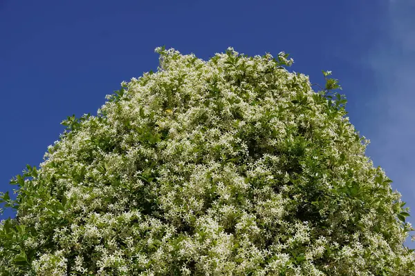 Southern Star Jasmine Trachelospermum Rhynchospermum Jasminoides Vine Full Bloom Spring — Stock Photo, Image