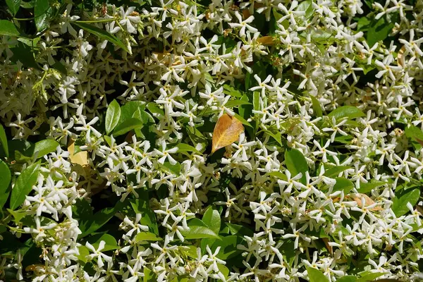 Südlicher Oder Sternenjasmin Oder Trachelospermum Oder Rhynchospermum Jasminoides Weinstock Frühling — Stockfoto