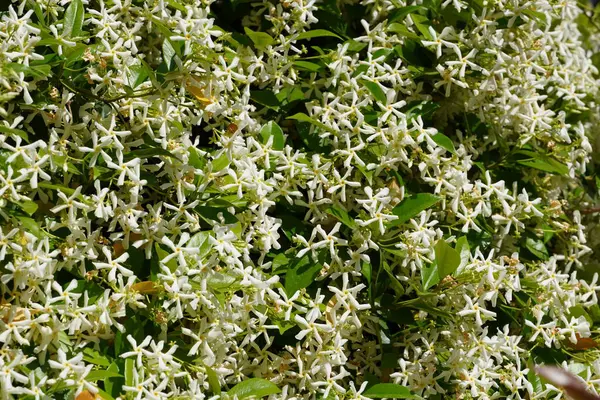 Jazmín Del Sur Estrella Trachelospermum Rhynchospermum Jasminoides Vid Plena Floración —  Fotos de Stock