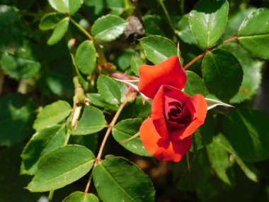 Güzel bir kırmızı gül, ya da Rosa.