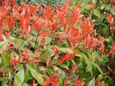 A photinia fraseri red robin shrub with red and green leaves in Attica, Greece clipart