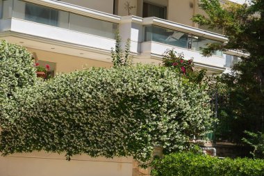 Yıldız yasemini, ya da Rhynchospermum yaseminoidler, tam çiçeklenme içinde, bir duvarı kaplıyorlar.