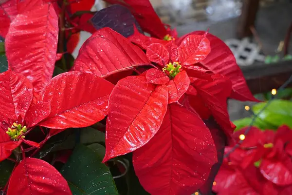 Yağmurdan sonra, Noel 'e yakın ıslak kırmızı noktalı çiçekler.