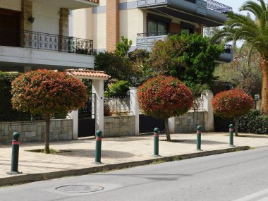 Photinia fraseri kırmızı robin ağaçları hem kırmızı hem de yeşil yapraklı