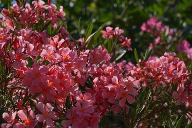 Neryum zakkum pembesi kırmızı çiçekler