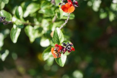 Autumn sage, or Salvia Greggii, red flowers and a honey bee