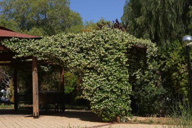 A park kiosk covered with a Southern or star jasmine, vine clipart