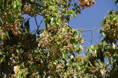 Brachychiton popülerlik ağacı, yapraklar ve sarı çiçekler