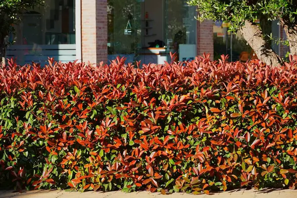 Yunanistan 'ın Attica kentindeki bir sokakta kırmızı ve yeşil bir fotinia fraseri kırmızı ardıcı çalısı