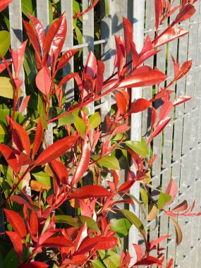 Red leaves of a photinia fraseri red robin shrub clipart