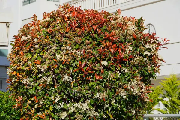 Kırmızı ve yeşil yaprakları ve beyaz çiçekleri olan çiçek açan bir fotinia fraseri kırmızı robin ağacı.