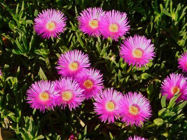 Elands sourfig or pig face or ice plant or carpobrotus or mesembryanthemum acinaciformis flowers, near the sea shore in Attica, Greece clipart