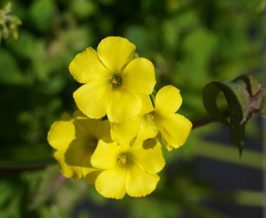Attica, Yunanistan 'da sarı oksalis pes caprae, ya da düğün çiçeği ya da keçi ayağı çiçeği,