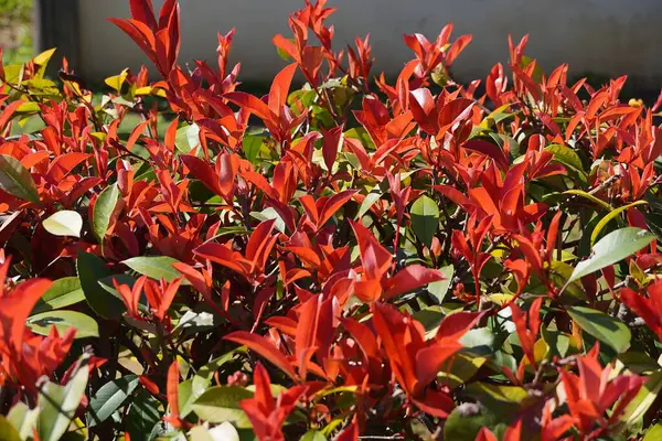 Fotinia fraseri kırmızı ardıç kuşu yaprakları