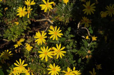 Yellow daisy, or Euryops pectinatus flowers clipart