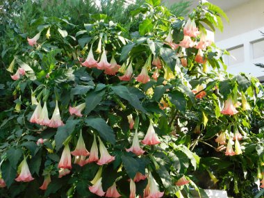 Yunanistan 'ın Glyfada kentinde, baharda meleklerin trompeti ya da çiçekli Brugmanya ağacı