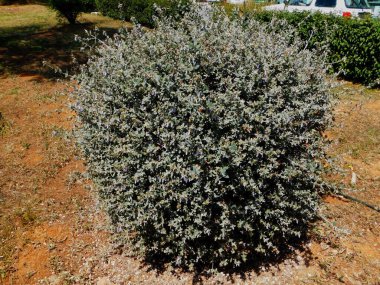 Yunanistan 'ın Glyfada kentinde çalılık Alman veya Teucrium meyveleri yetiştiriliyor