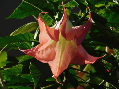 Yunanistan 'ın Glyfada kentinde melekler trompet ya da Brugmansia çiçeği