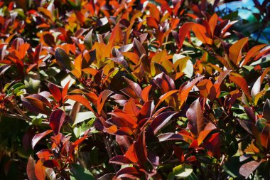 Fotinia Fraseri kırmızı çitinin kırmızı ve yeşil yaprakları