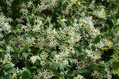 Çiçekli Güney yasemini, ya da Trachelospermum, ya da Rhynchospermum Jasminoides sarmaşığı çiçekleri