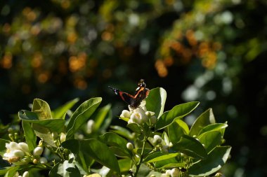 Kırmızı bir amiral, ya da Vanessa atalanta siyah ve kırmızı kelebek, acı turuncu üzerinde, ya da Attica, Yunanistan 'da, Citrus aurantium ağacı tomurcukları